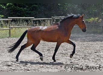 Andaluso, Castrone, 9 Anni, 155 cm, Baio