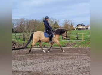 Andaluso Mix, Castrone, 9 Anni, 156 cm, Falbo