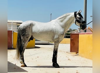 Andaluso, Castrone, 9 Anni, 158 cm, Grigio pezzato