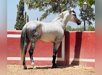 Andaluso, Castrone, 9 Anni, 158 cm, Grigio pezzato
