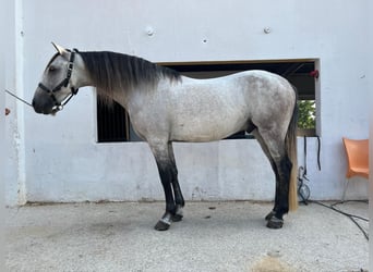 Andaluso, Castrone, 9 Anni, 159 cm, Grigio