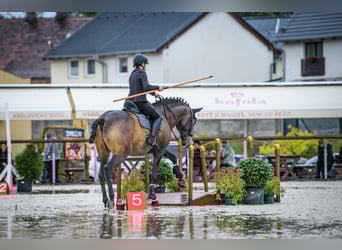 Andaluso, Castrone, 9 Anni, 170 cm, Pelle di daino