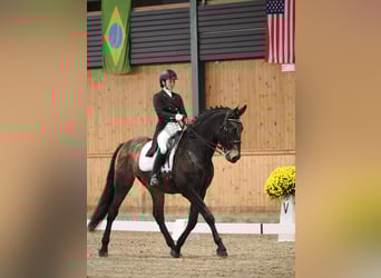 Andaluso, Castrone, 9 Anni, 170 cm, Pelle di daino