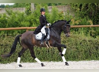 Andaluso, Castrone, 9 Anni, 170 cm, Pelle di daino