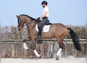 Andaluso, Castrone, 9 Anni, 173 cm, Baio