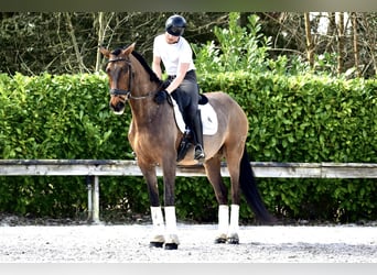 Andaluso, Castrone, 9 Anni, 173 cm, Baio
