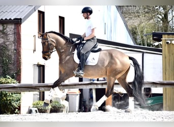 Andaluso, Castrone, 9 Anni, 173 cm, Baio