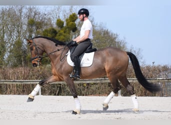 Andaluso, Castrone, 9 Anni, 173 cm, Baio
