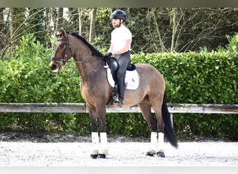 Andaluso, Castrone, 9 Anni, 173 cm, Baio