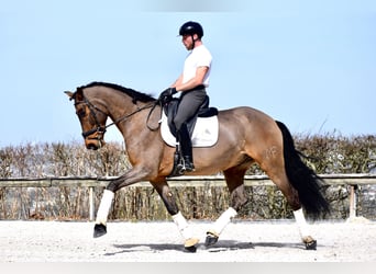 Andaluso, Castrone, 9 Anni, 173 cm, Baio