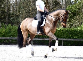 Andaluso, Castrone, 9 Anni, 173 cm, Baio