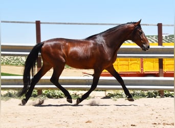 Andaluso, Castrone, 9 Anni