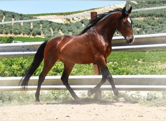 Andaluso, Castrone, 9 Anni