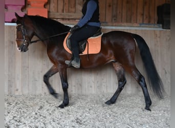 Andaluso, Castrone, 9 Anni