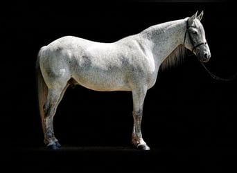 Andaluso Mix, Castrone, 9 Anni, Grigio
