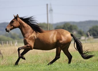 Andaluso, Giumenta, 10 Anni, 155 cm, Baio