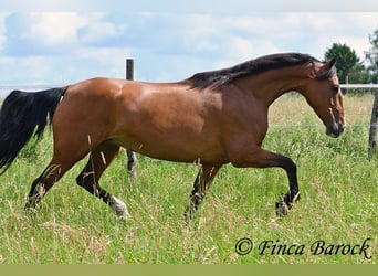 Andaluso, Giumenta, 10 Anni, 159 cm, Baio