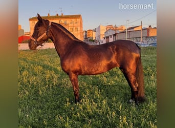 Andaluso, Giumenta, 11 Anni, 157 cm, Baio scuro