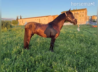 Andaluso, Giumenta, 11 Anni, 157 cm, Baio scuro