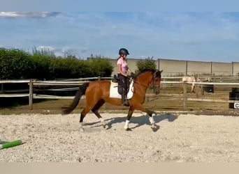 Andaluso, Giumenta, 11 Anni, 160 cm, Baio