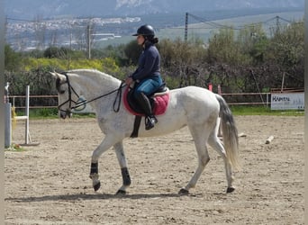 Andaluso Mix, Giumenta, 11 Anni, 160 cm, Grigio