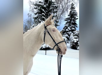 Andaluso, Giumenta, 11 Anni, 162 cm, Perlino