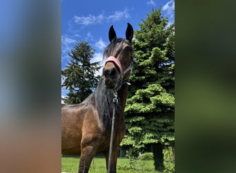 Andaluso, Giumenta, 11 Anni, 164 cm, Baio scuro