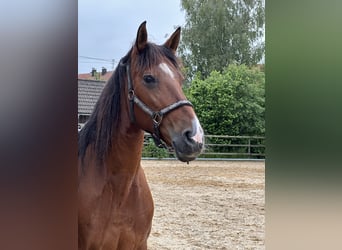 Andaluso Mix, Giumenta, 11 Anni