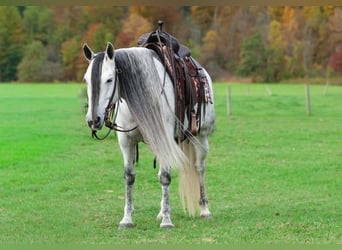 Andaluso, Giumenta, 11 Anni, Grigio pezzato