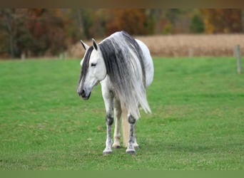 Andaluso, Giumenta, 11 Anni, Grigio pezzato