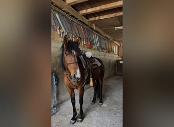 Andaluso Mix, Giumenta, 12 Anni, 150 cm