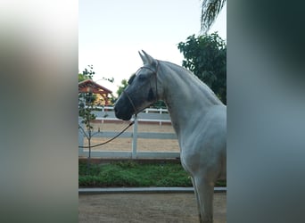 Andaluso, Giumenta, 12 Anni, 152 cm, Grigio