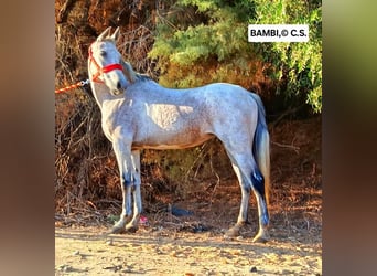 Andaluso, Giumenta, 13 Anni, 153 cm, Grigio trotinato