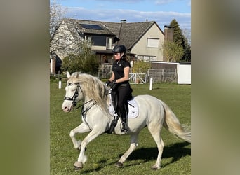 Andaluso, Giumenta, 13 Anni, 155 cm, Cremello