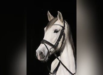 Andaluso, Giumenta, 13 Anni, 160 cm, Grigio