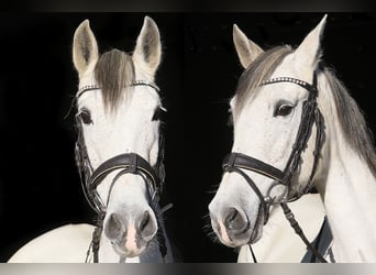 Andaluso, Giumenta, 13 Anni, 160 cm, Grigio