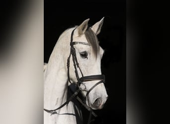 Andaluso, Giumenta, 13 Anni, 160 cm, Grigio