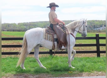 Andaluso, Giumenta, 13 Anni, 160 cm, Grigio