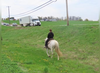 Andaluso, Giumenta, 13 Anni, 160 cm, Grigio