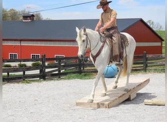 Andaluso, Giumenta, 13 Anni, 160 cm, Grigio
