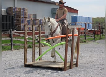 Andaluso, Giumenta, 13 Anni, 160 cm, Grigio