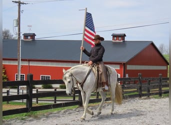 Andaluso, Giumenta, 13 Anni, 160 cm, Grigio