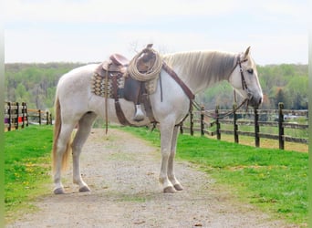 Andaluso, Giumenta, 13 Anni, 160 cm, Grigio
