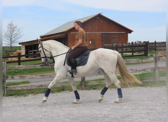 Andaluso, Giumenta, 13 Anni, 160 cm, Grigio