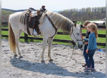 Andaluso, Giumenta, 13 Anni, 160 cm, Grigio