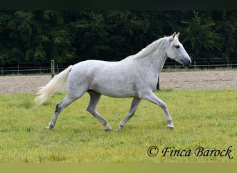 Andaluso, Giumenta, 13 Anni, 162 cm, Grigio