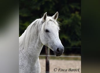 Andaluso, Giumenta, 13 Anni, 162 cm, Grigio