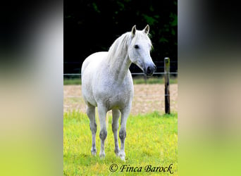 Andaluso, Giumenta, 13 Anni, 162 cm, Grigio