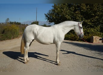 Andaluso, Giumenta, 13 Anni, 163 cm, Bianco