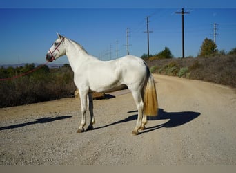 Andaluso, Giumenta, 13 Anni, 163 cm, Bianco